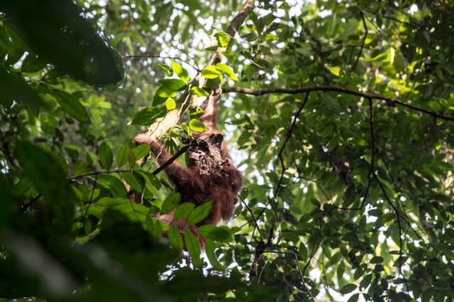 Orang Utans in Borneo 8