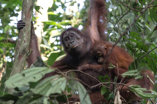 orang utans borneo-9