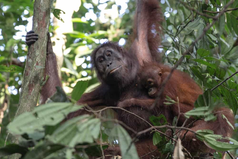 Die Sache mit den Orang Utans – Und warum Borneo nicht Borneo ist