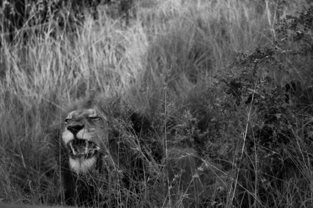 lion 1 Big five south africa