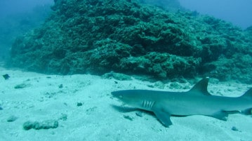 Diving with sharks Costa Rica