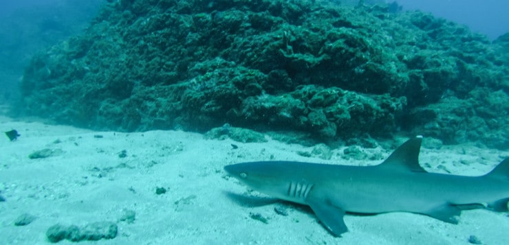 Diving with sharks Costa Rica