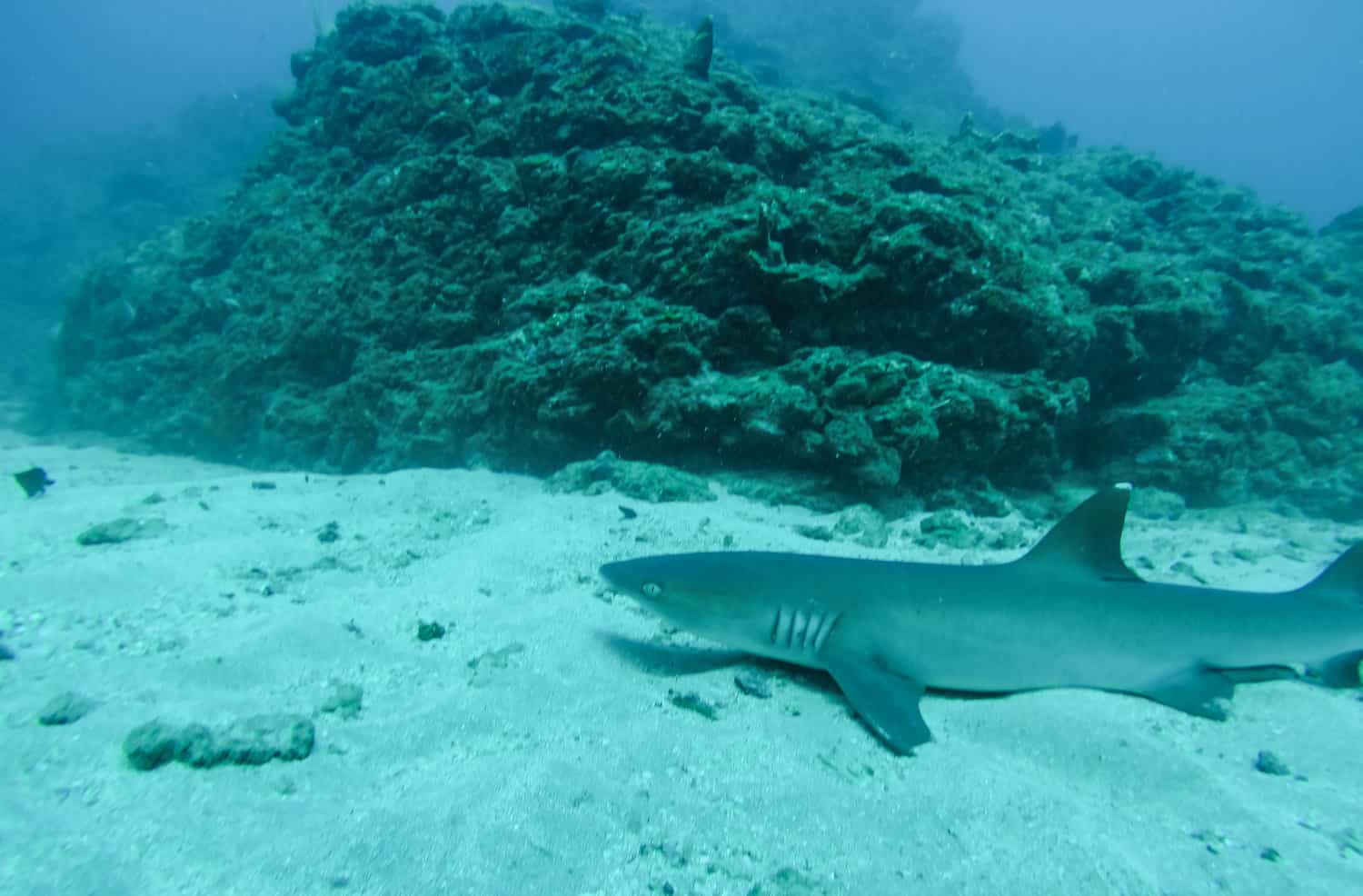 Diving with sharks in Costa Rica