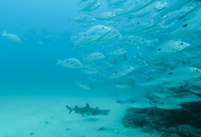 Diving with Sharks Costa Rica Cano Island Drake Bay