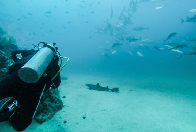 Diving with Sharks in Costa Rica Cano Island Drake Bay