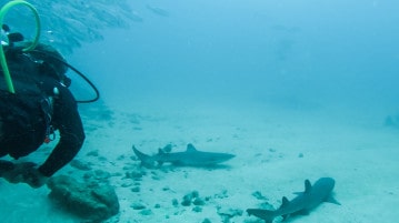 Costa Rica Cano Island Tauchen