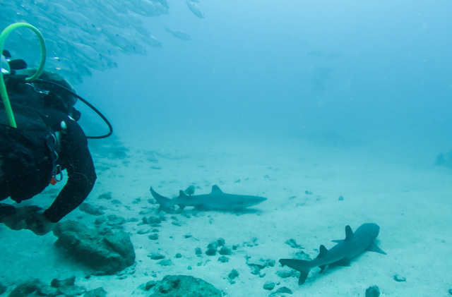 Diving with Sharks Costa Rica Cano Island Drake Bay