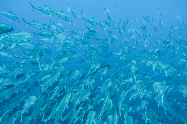 Diving Costa Rica Cano Island Drake Bay