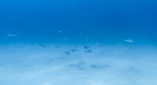 Diving Costa Rica Cano Island Drake Bay