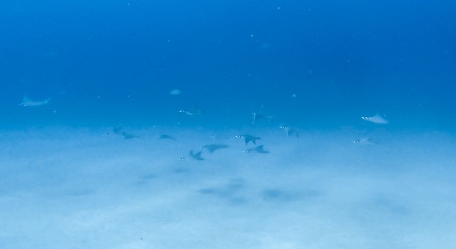 Manta Schule Costa Rica Cano Island