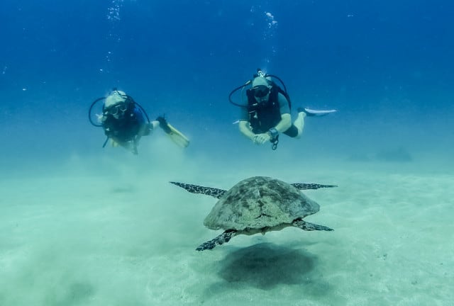 Costa Rica Cano Island Schildkröte
