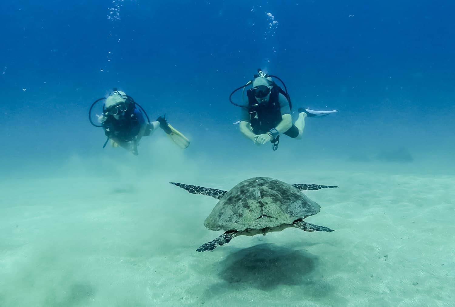 Diving with sharks in Costa Rica Cano Island (Drake Bay)