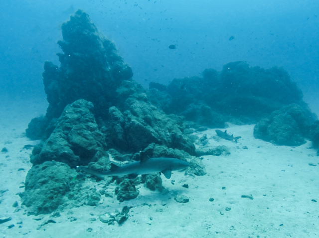 Diving with Sharks in Costa Rica Cano Island Drake Bay