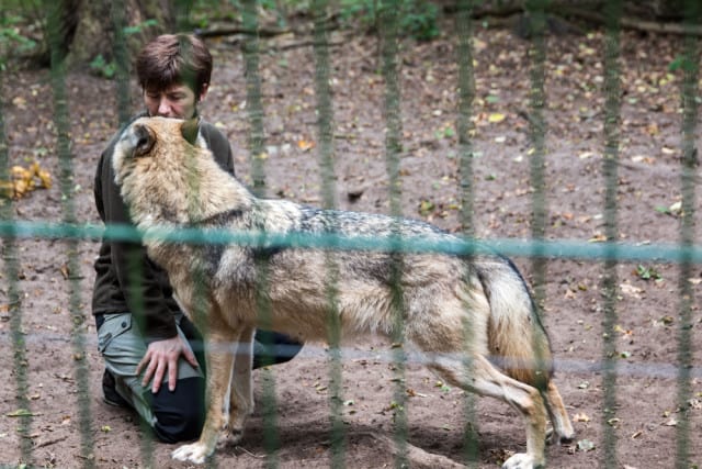 Wolfcenter in Dörverden