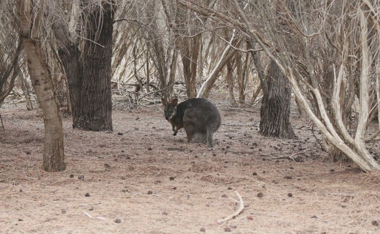 Wallaby