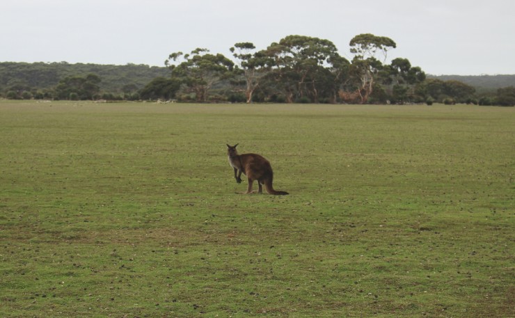 Kangaroo