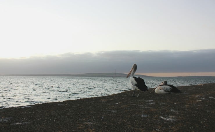 Pelicans