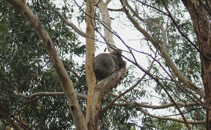 Koala