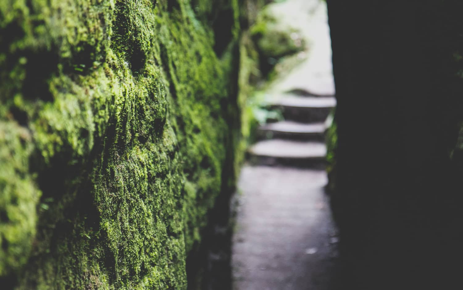 Green Moss grows along entire wall with sunlight lighting hiking trail