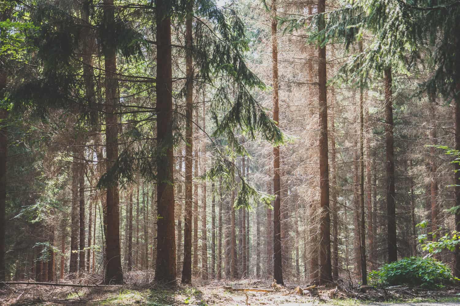 Tall pine trees with light shinning through the pines in Sächsische Schweiz Malerweg