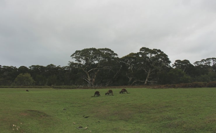 Kangaroos