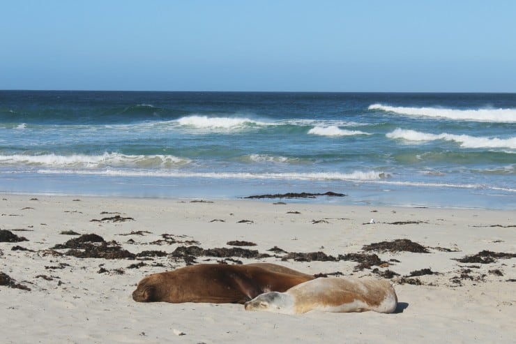 sunbathing seals