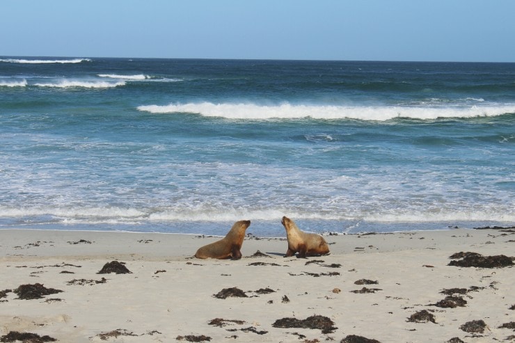fighting seals
