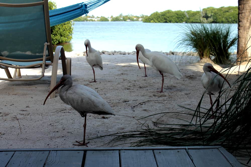 Florida Keys