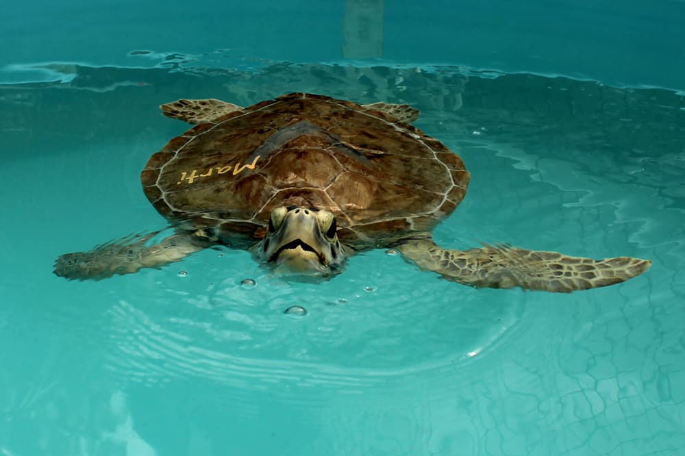 Florida Keys Turtle Hospital