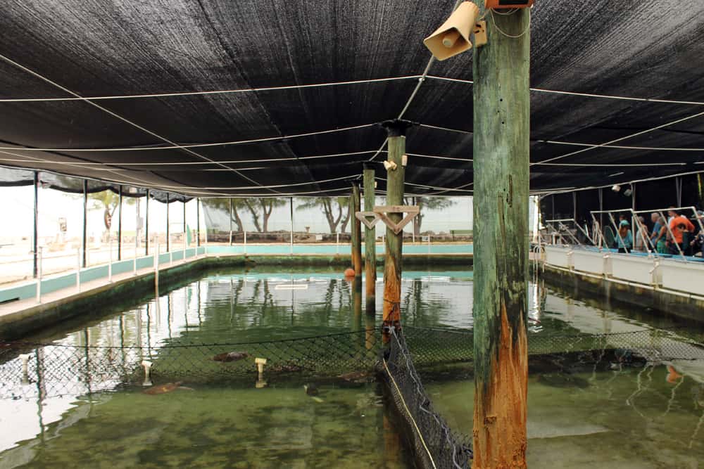 Florida Keys Turtle Hospital