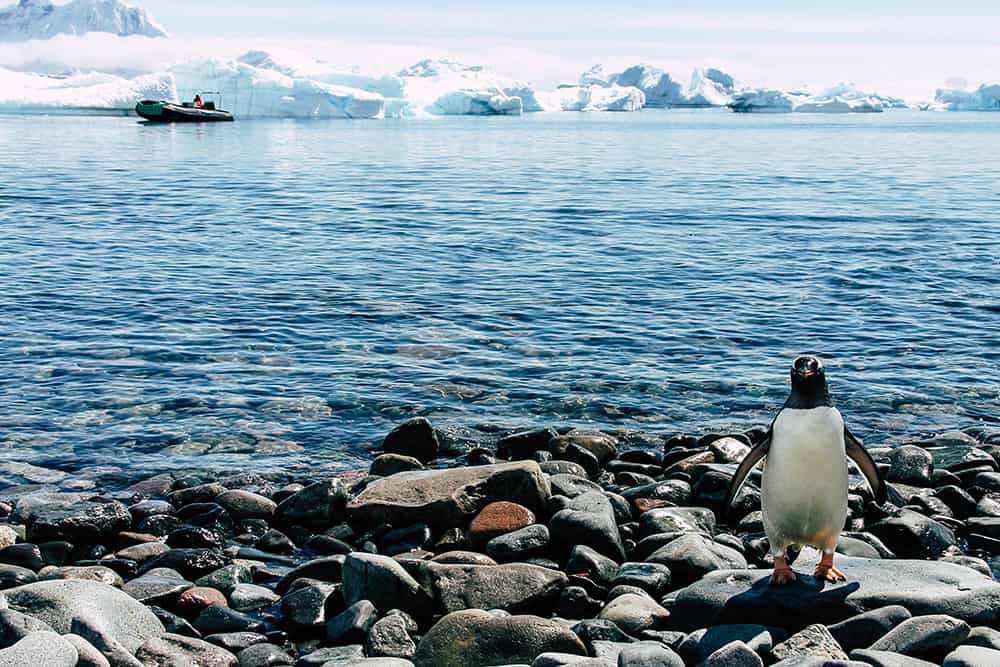 Blick auf das Meer mit Pinguin im Vordergrund und Eisberge und Zodiac im Hintergrund