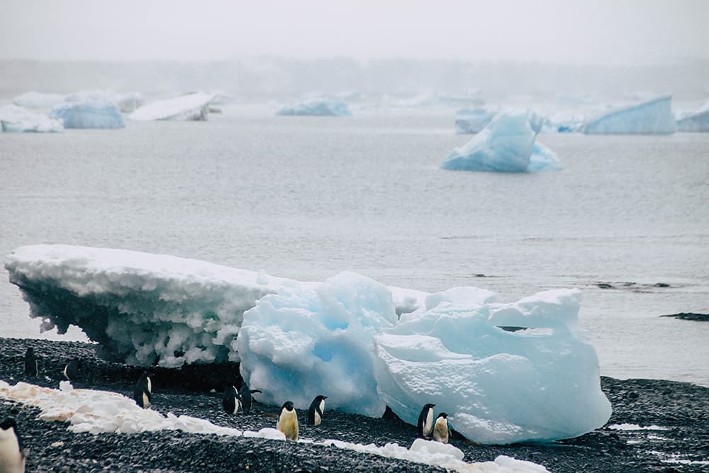 Pinguine in Brown Bluff