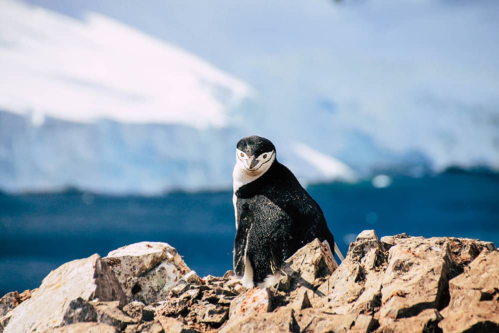 Zügelpinguin in der Antarktis