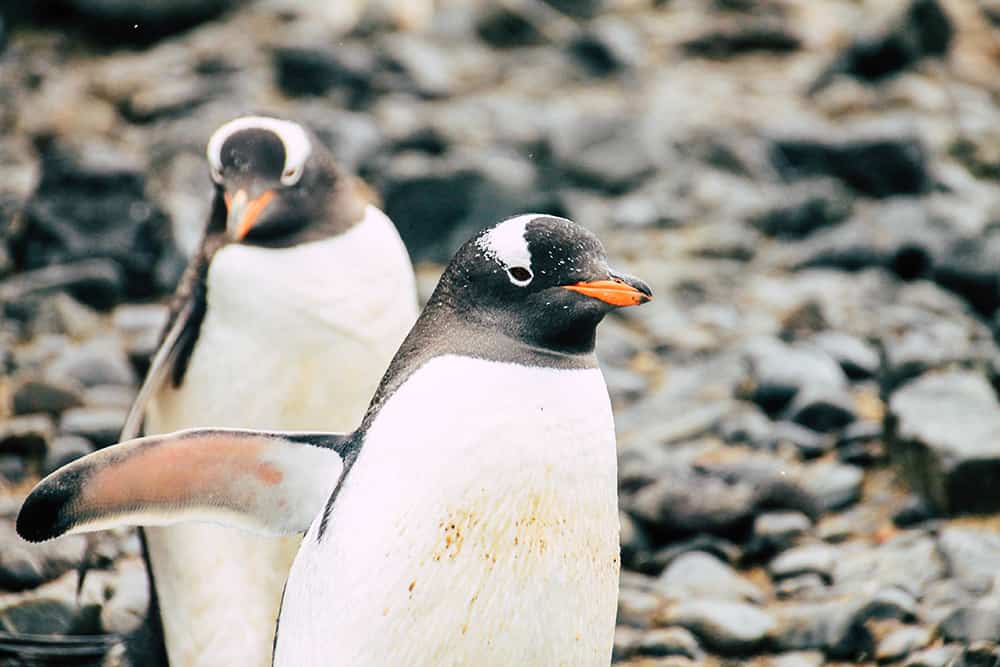 Eselspinguin in Brown Bluff