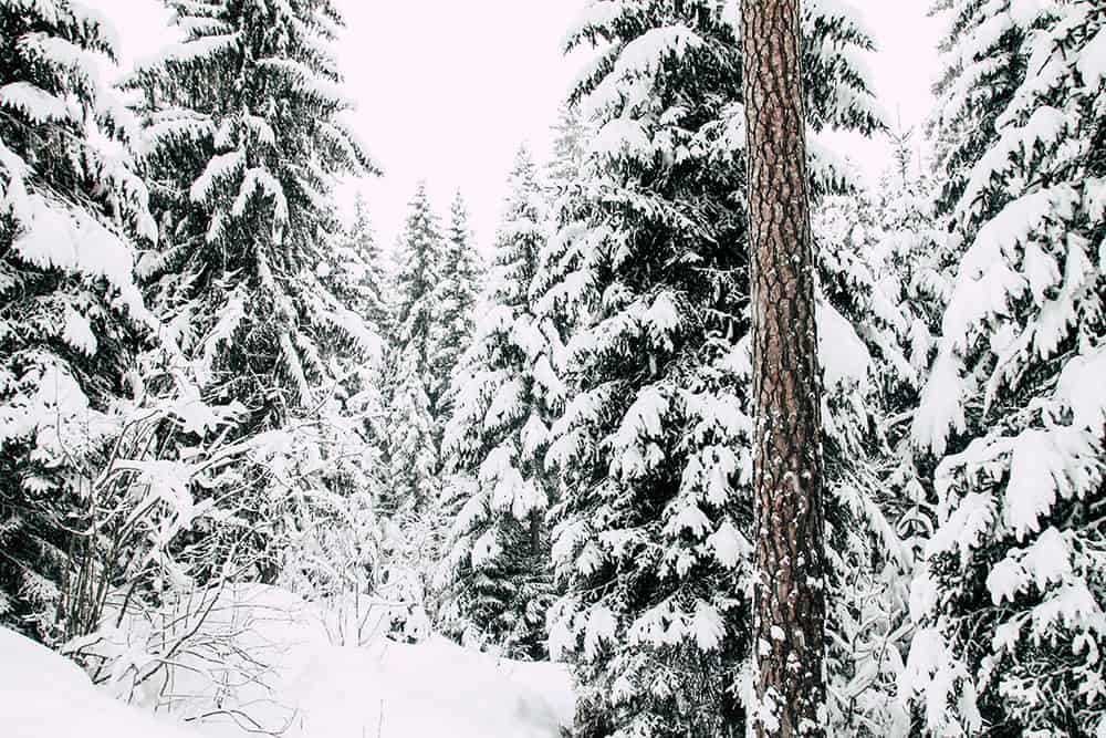 Blick auf einen Wald in Flims