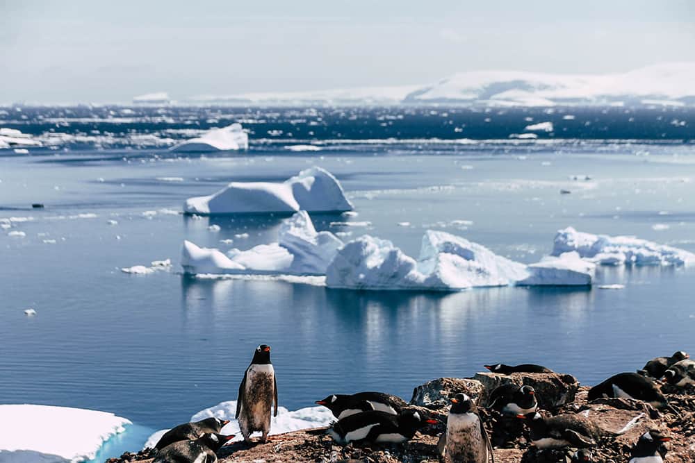 Pinguine auf Cuverville Island