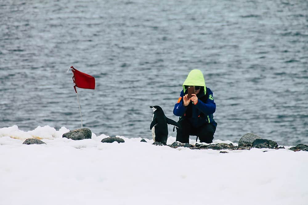 Person fotografiert Pinguin in der Antarktis