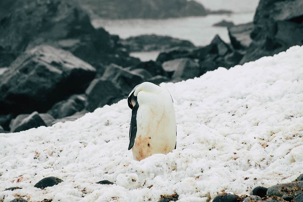 Kaiserpinguin auf Half Moon Island