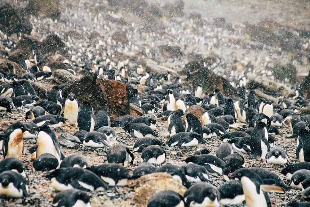 Pinguinkolonie auf Brown Bluff