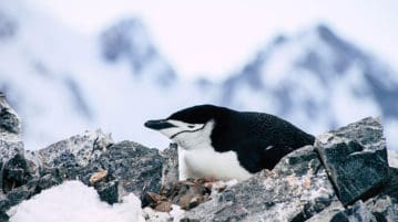 Zügelpinguin in Orne Harbour