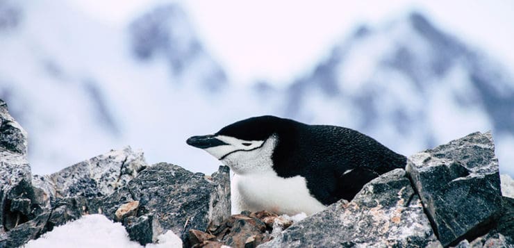 Zügelpinguin in Orne Harbour