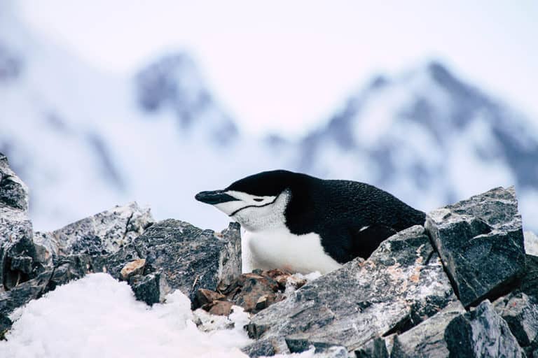 10 Dinge, die du für deine Reise in die Antarktis wissen musst.