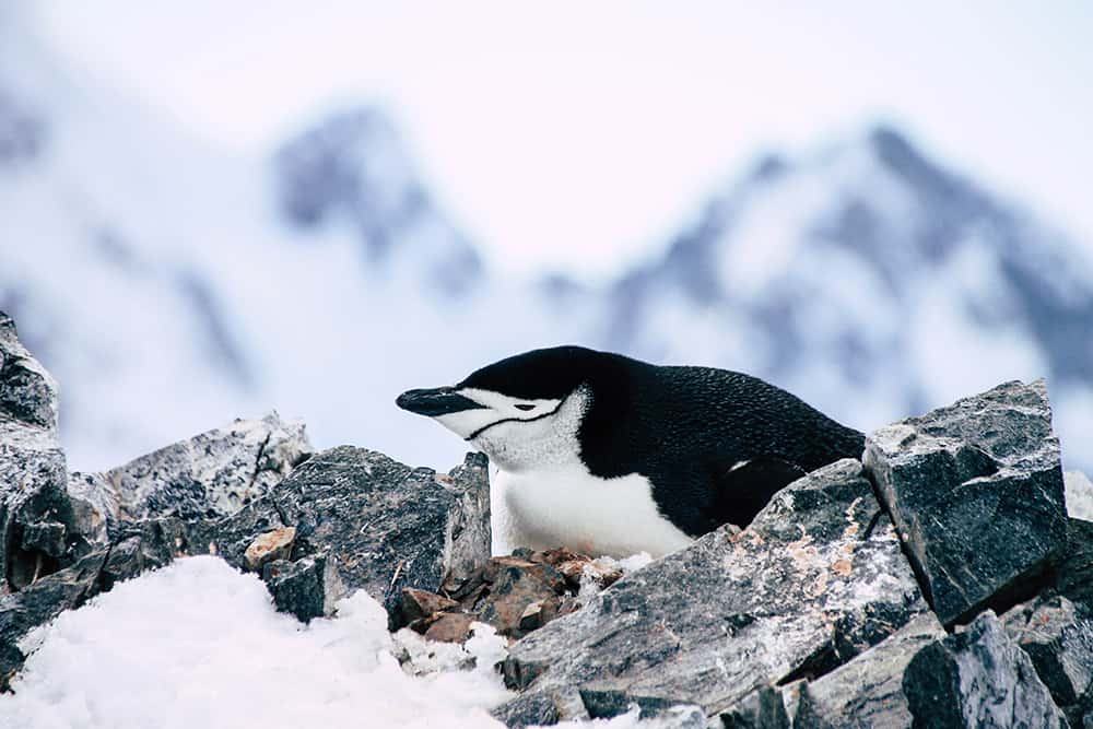 Zügelpinguin in Orne Harbour