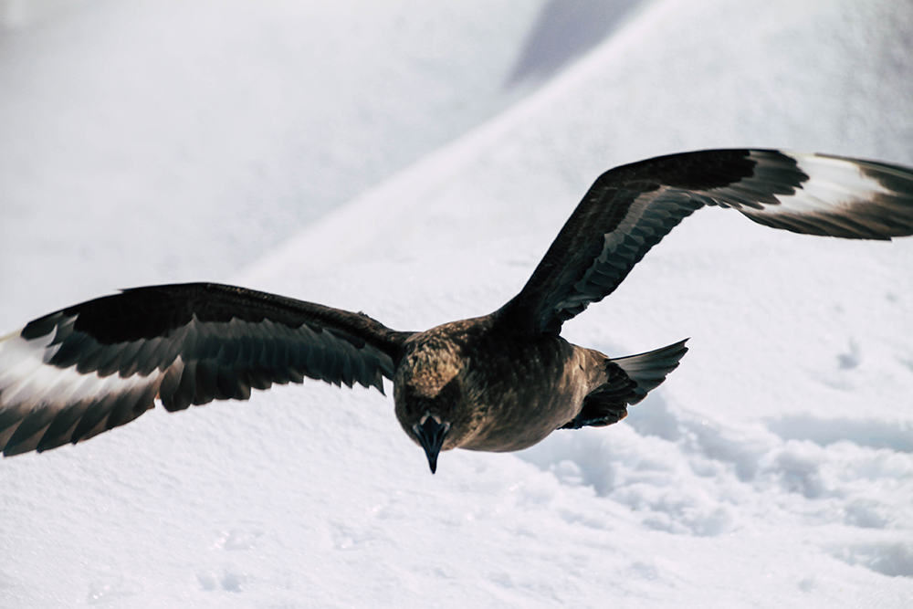 Skua in Orne Harbour