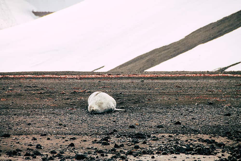 Robbe auf Deception Island