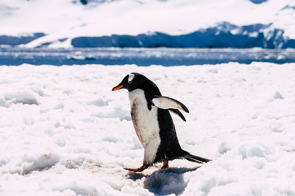 Pinguin in Cuverville Island