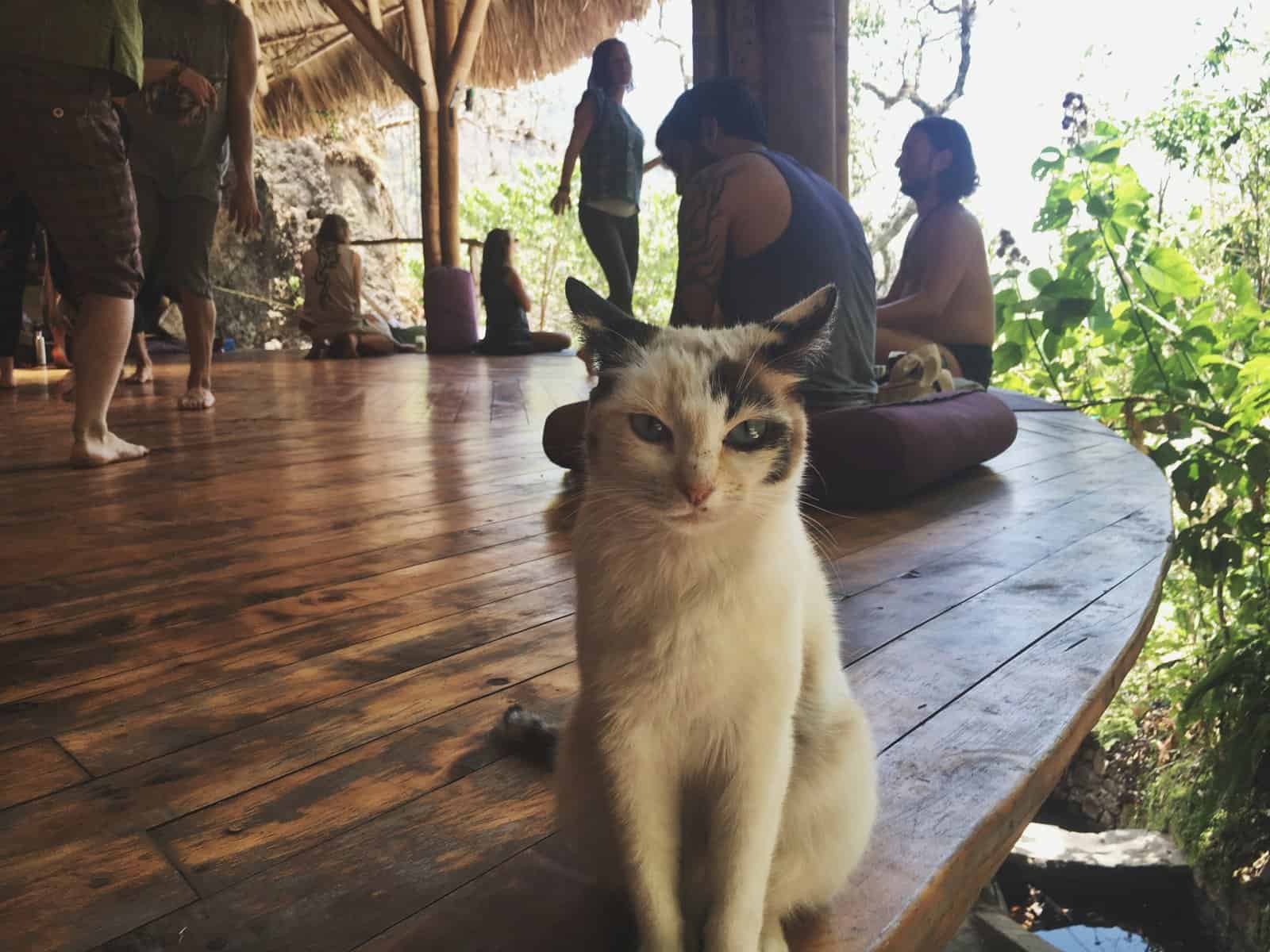 Yoga Forest San Marcos exctatic dance sunday