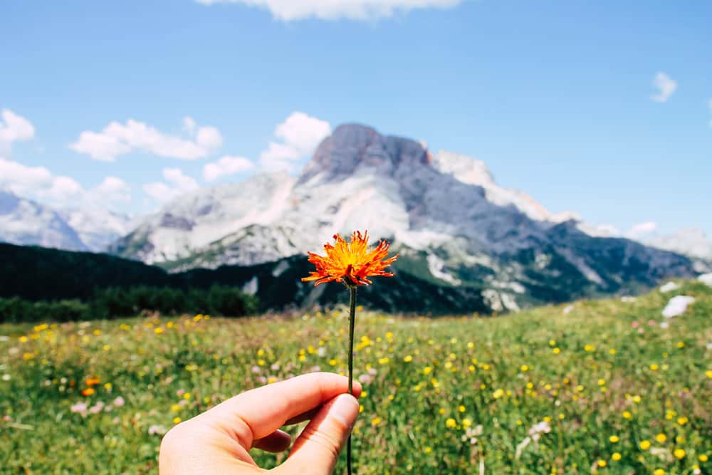 Blumenwiese in den Dolomiten