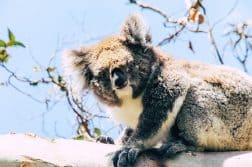 Koala im Koala Conservation Centre auf Phillip Island