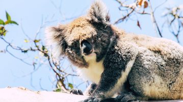 Koala im Koala Conservation Centre auf Phillip Island